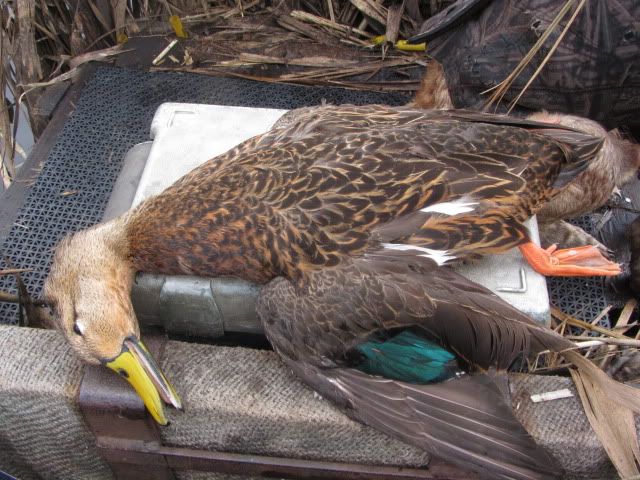 PASS A LOUTRE WMA HUNT visual data 2